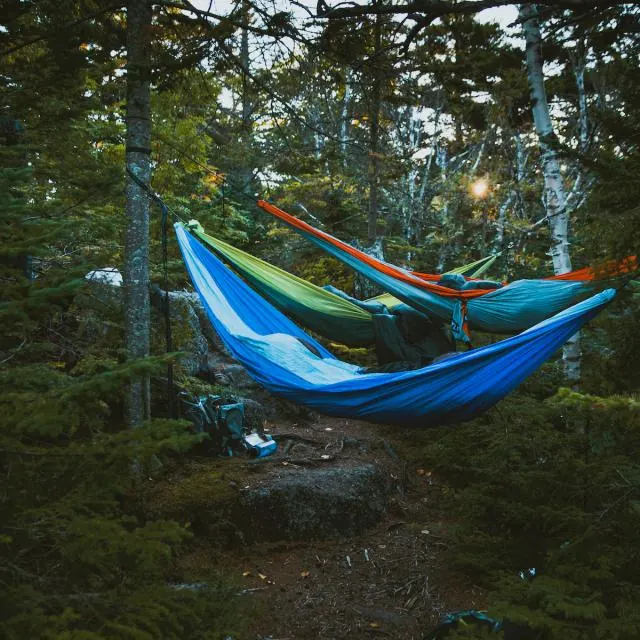 Hammocks strung between trees in a pine wood
